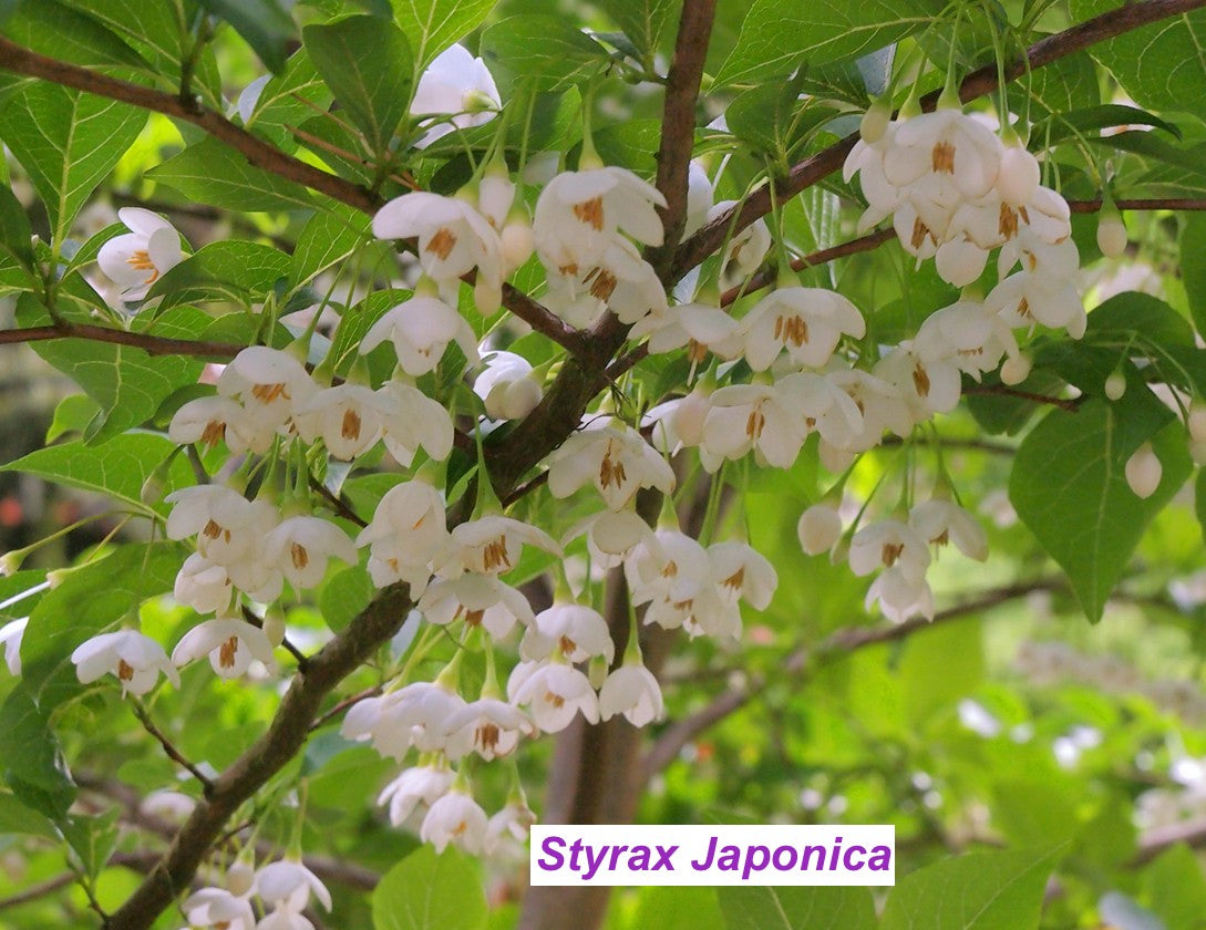 Styrax japonica pianta rara cm. 60/70 vaso 12x12