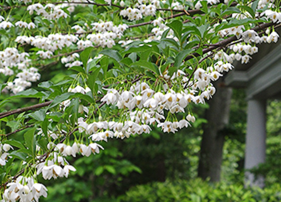 Styrax japonica pianta rara cm. 60/70 vaso 12x12