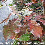 Quercus  Rhysophylla sempreverde vaso 9