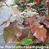 Quercus  Rhysophylla sempreverde vaso 9