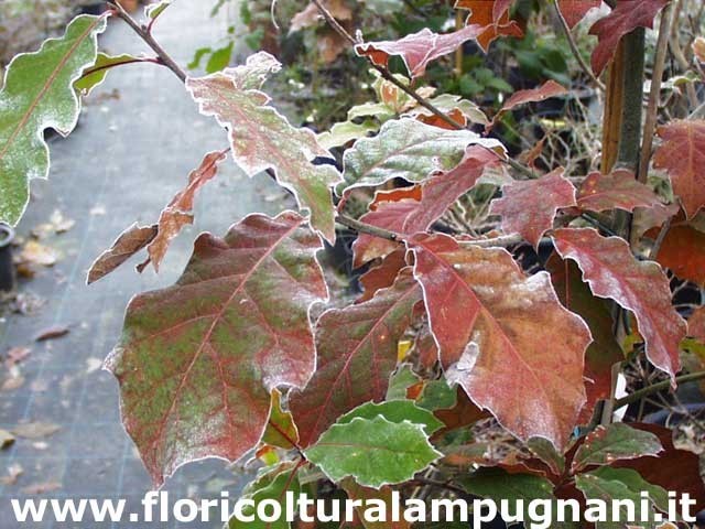 Quercus  Rhysophylla sempreverde vaso 9