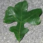 Quercus stellata