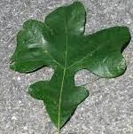 Quercus stellata