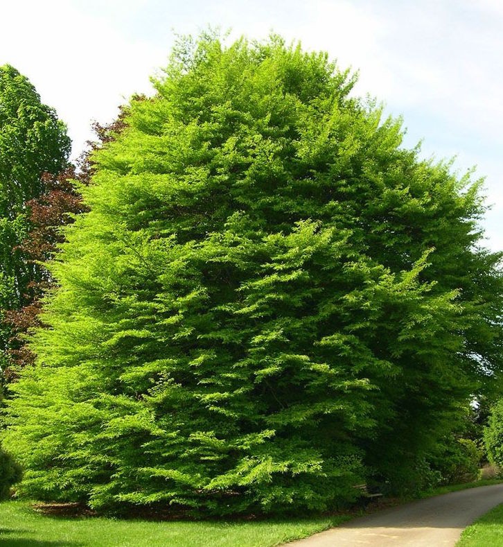 Fagus Sylvatica Asplenifolia Laciniata cm. 80/100