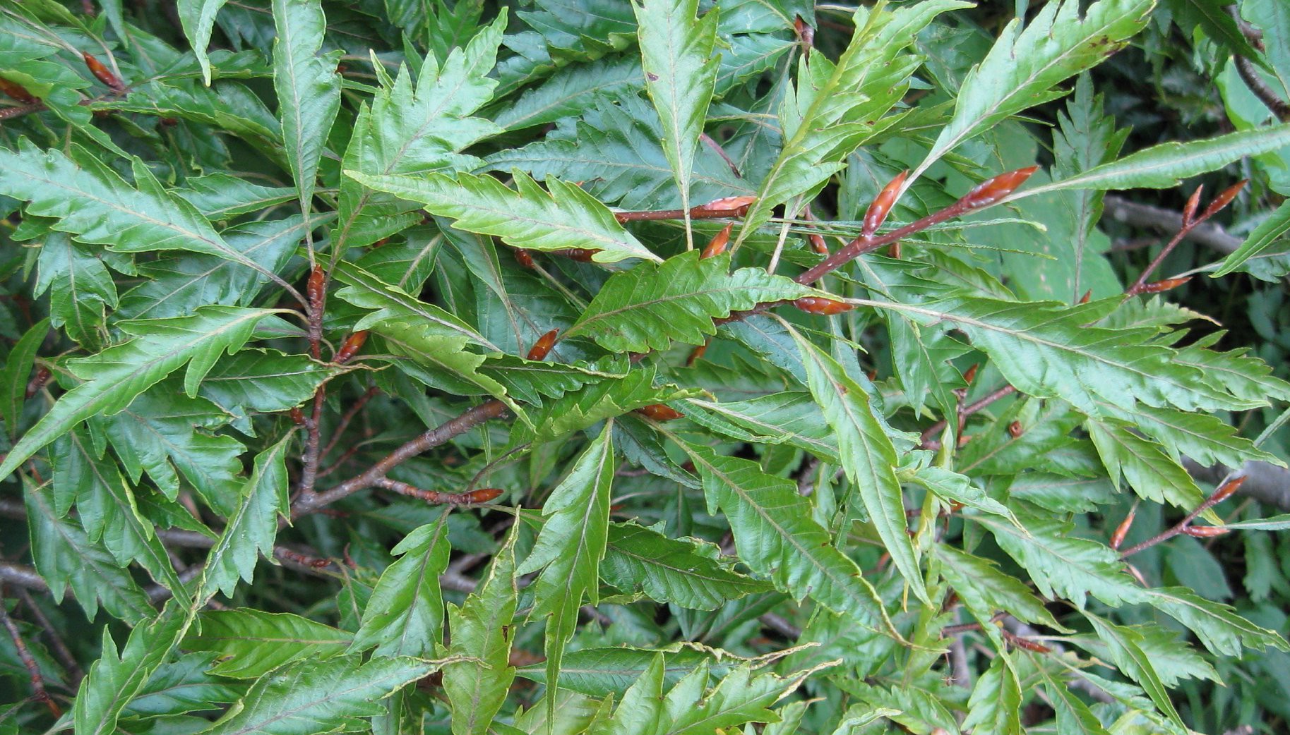 Fagus Sylvatica Asplenifolia Laciniata cm. 80/100