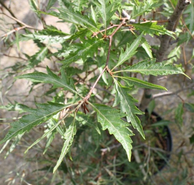 Fagus Sylvatica Asplenifolia Laciniata cm. 80/100