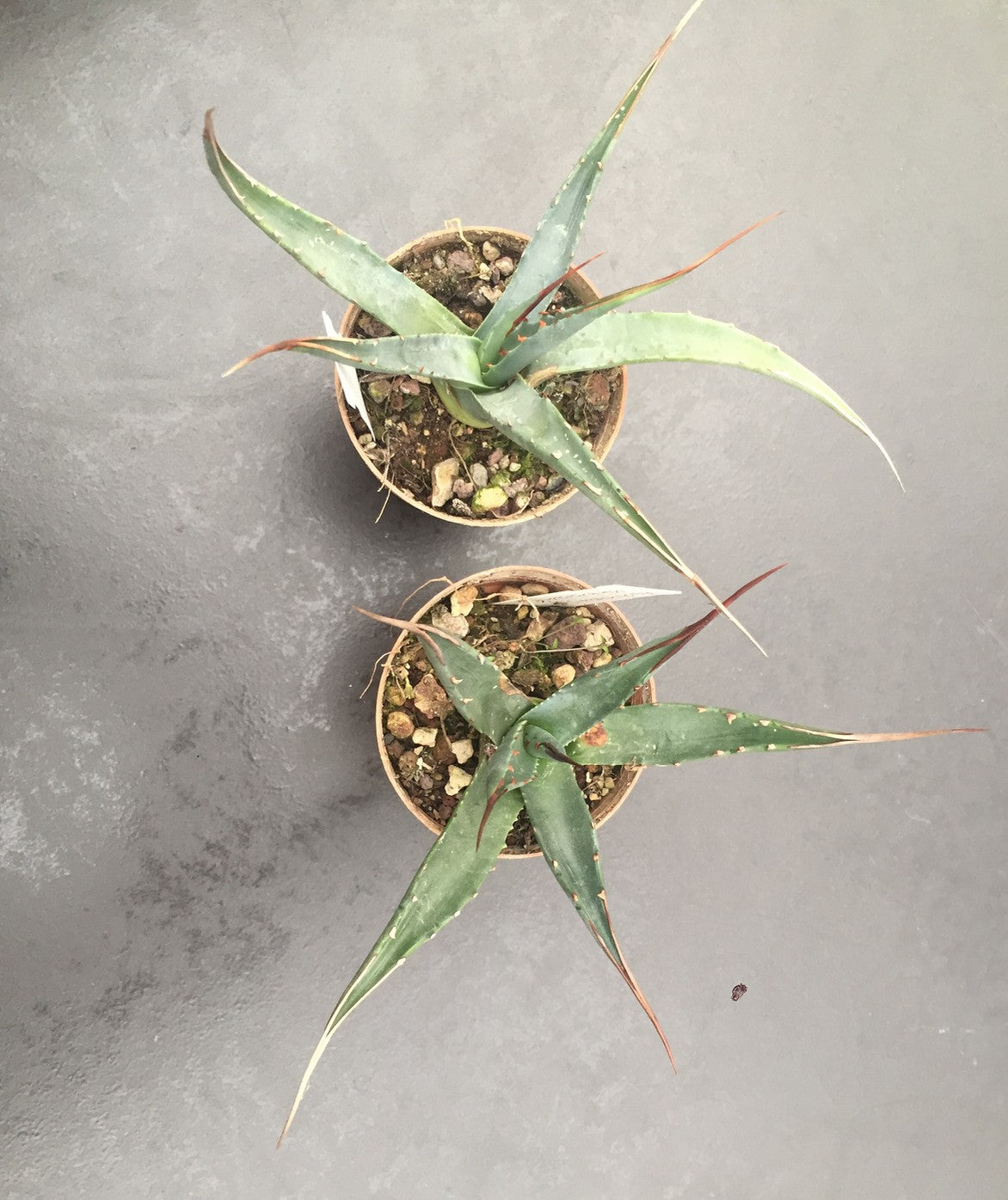 Agave hutaensis kaibabensis