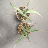 Agave hutaensis kaibabensis