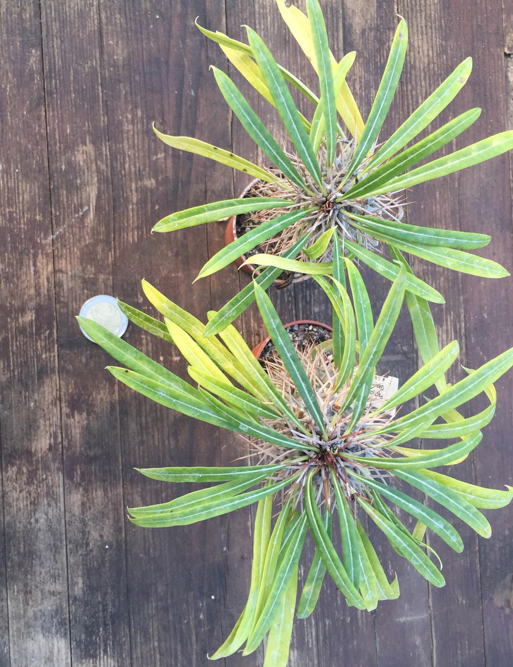 Pachypodium Geayi