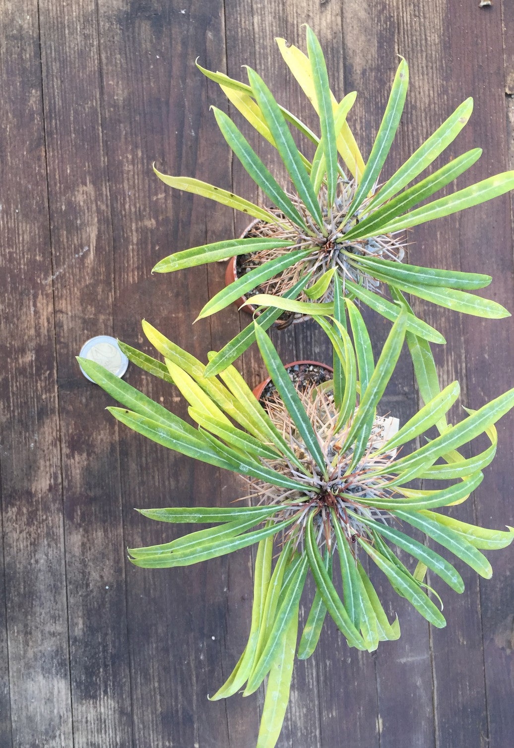 Pachypodium Geayi