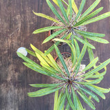 Pachypodium Geayi