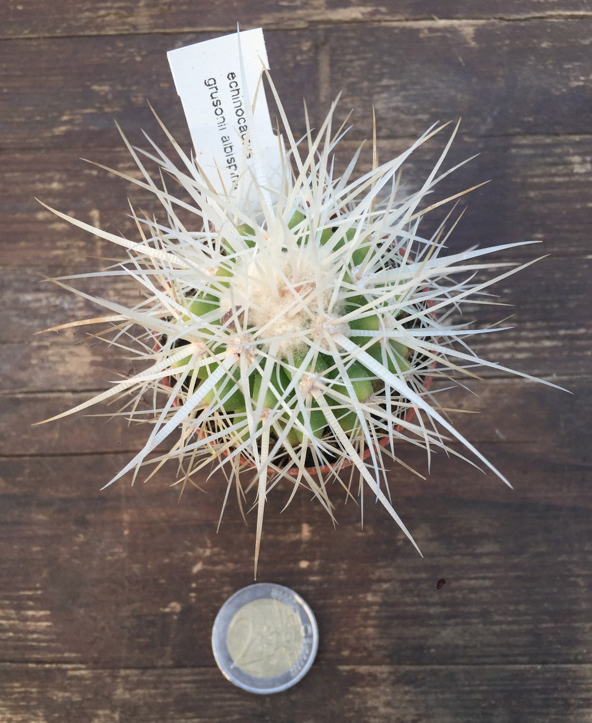 Echinocactus Grusonii albispina 