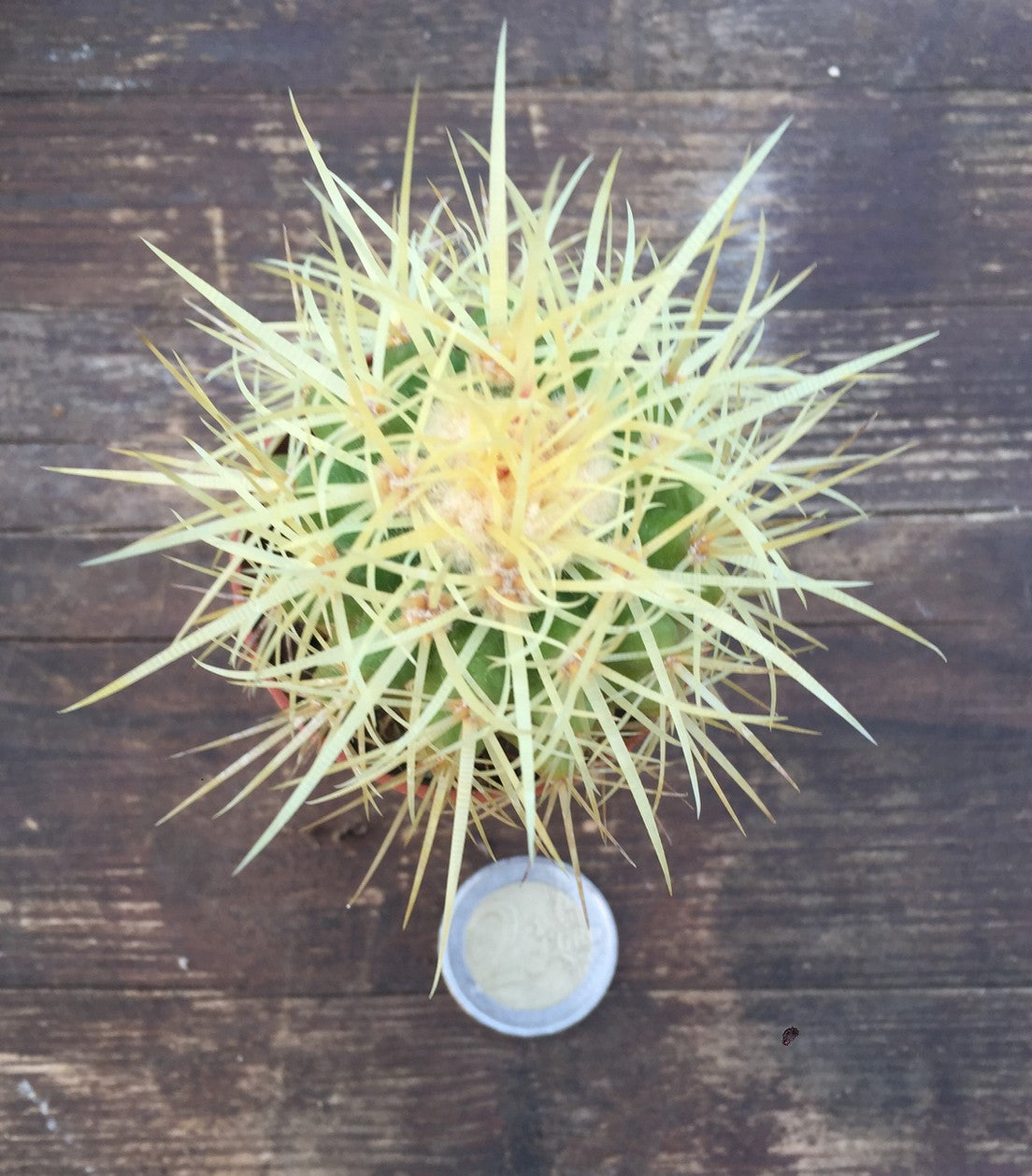 Echinocactus Grusonii