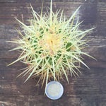 Echinocactus Grusonii
