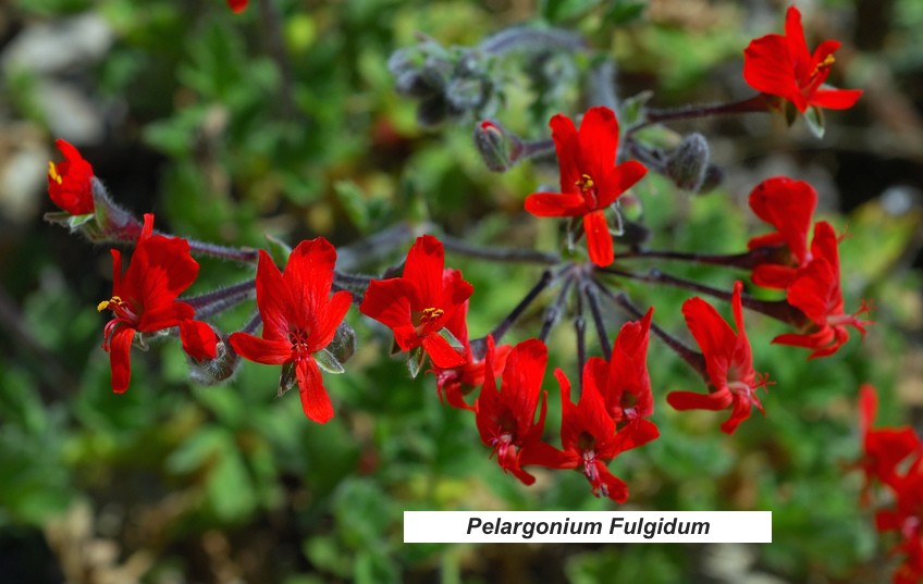 Pelargonium Fulgidum