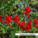 Pelargonium Fulgidum