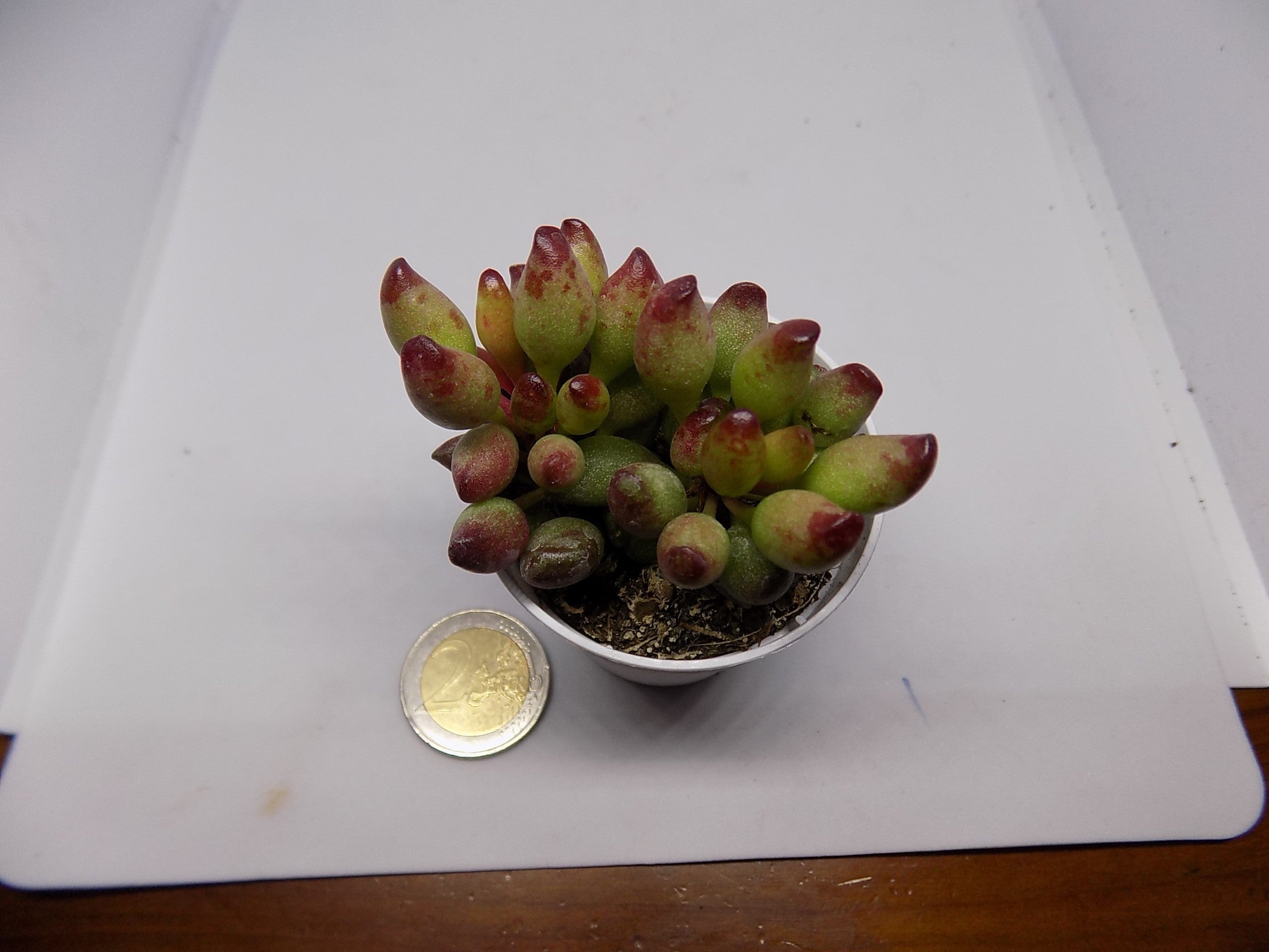 Adromischus Clavifolius