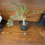 Pelargonium polycaphalum