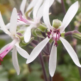 Pelargonium polycaphalum