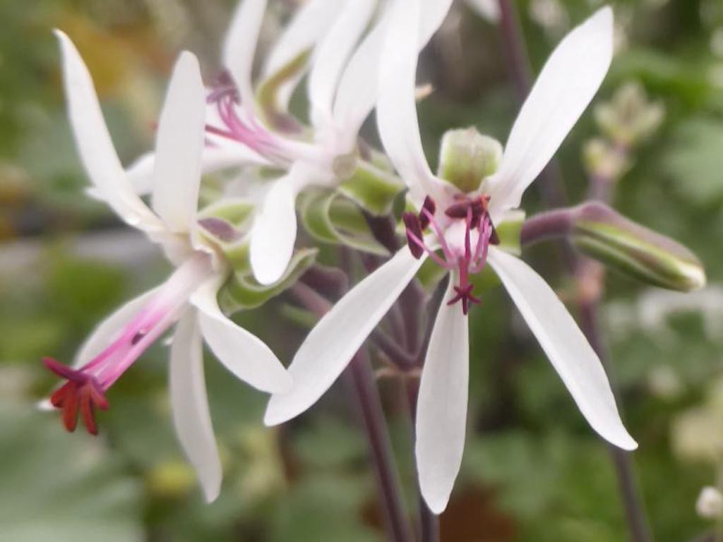 Pelargonium polycaphalum