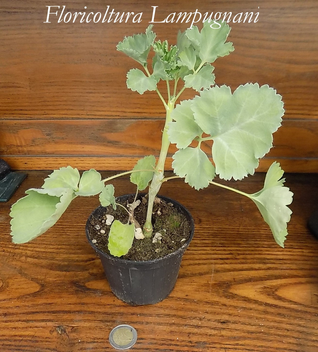 Pelargonium Gibbosum rosa