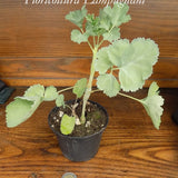Pelargonium Gibbosum rosa