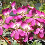 Pelargonium Gibbosum rosa