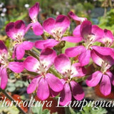 Pelargonium Gibbosum rosa