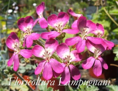 Pelargonium Gibbosum rosa