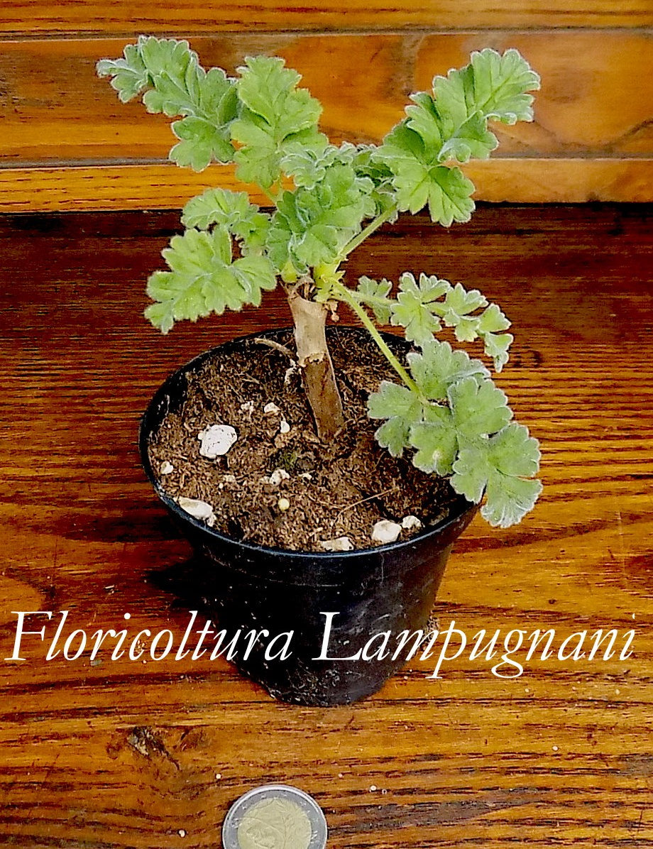 Pelargonium Fulgidum