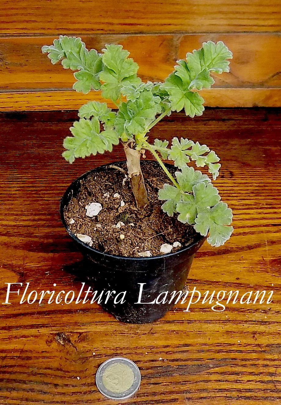 Pelargonium Fulgidum