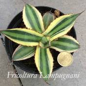 Agave Lophantha quadricolor