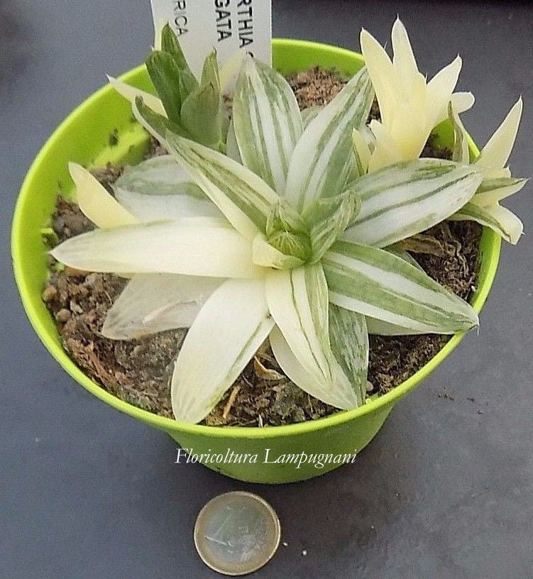 Haworthia Cymbiformis Variegated cm. 10