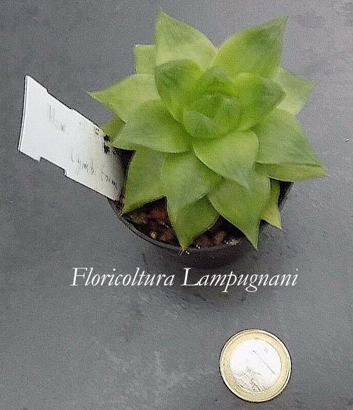 Haworthia Cymbiformis