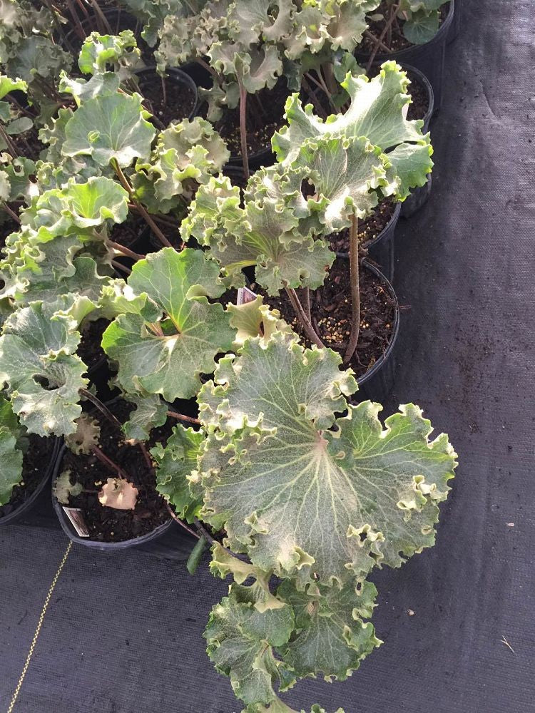 Fafugium japonica crispata