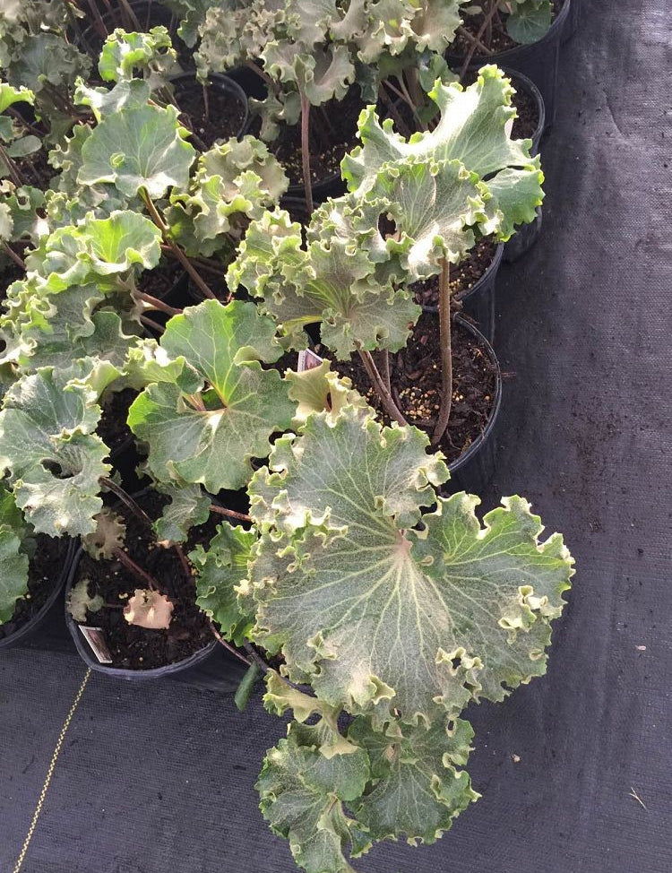 Fafugium japonica crispata