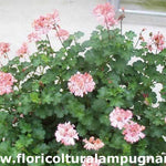 Pelargonium Frills vaso 10