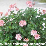 Pelargonium Frills vaso 10