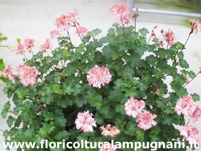 Pelargonium Frills vaso 10