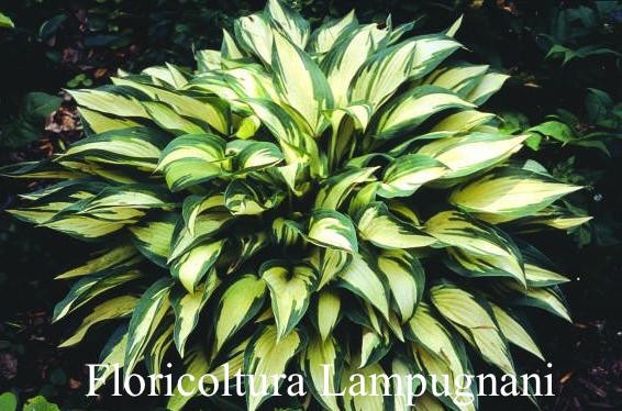 Hosta ' Moonstruck ' ®  vaso 12x12