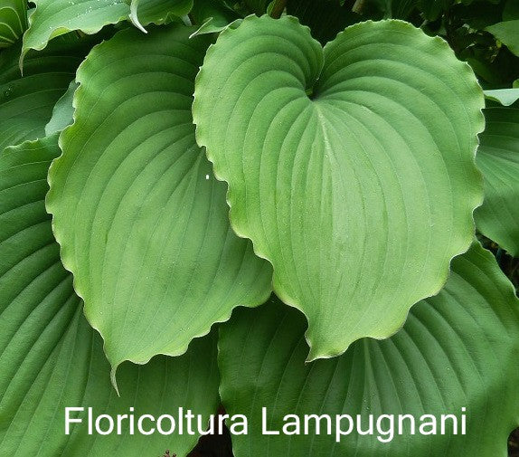 Hosta Marylin Monroe  vaso 12x12