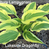 Hosta Lakeside Dragonfly  vaso 12x12