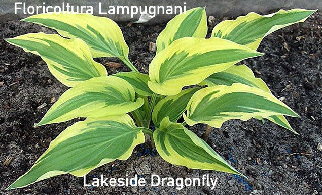 Hosta Lakeside Dragonfly  vaso 12x12
