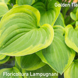 Hosta Golden Tiara