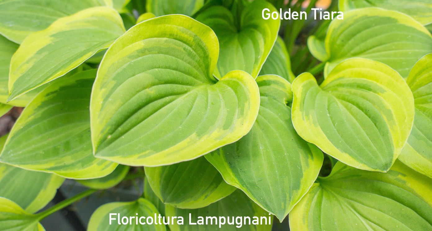Hosta Golden Tiara