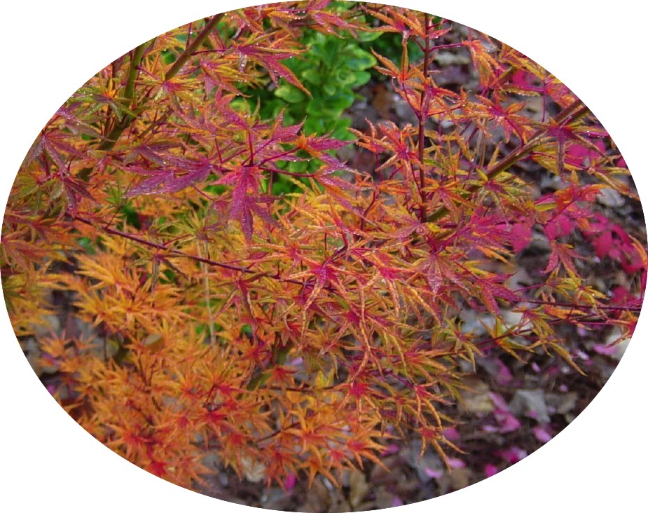 Acer Palmatum Okushimo