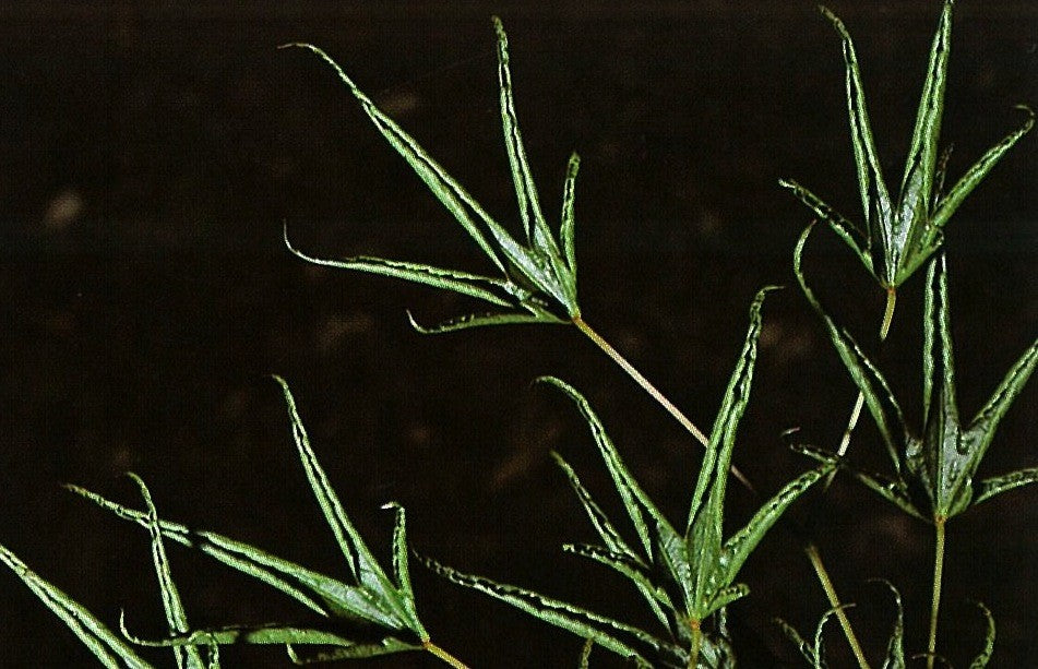 Acer Palmatum Okushimo