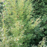 Acer Palmatum Okushimo