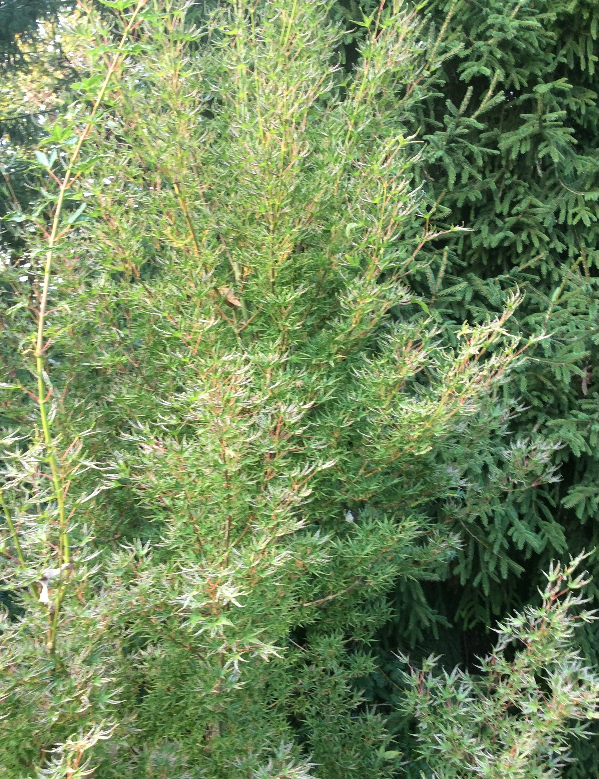 Acer Palmatum Okushimo