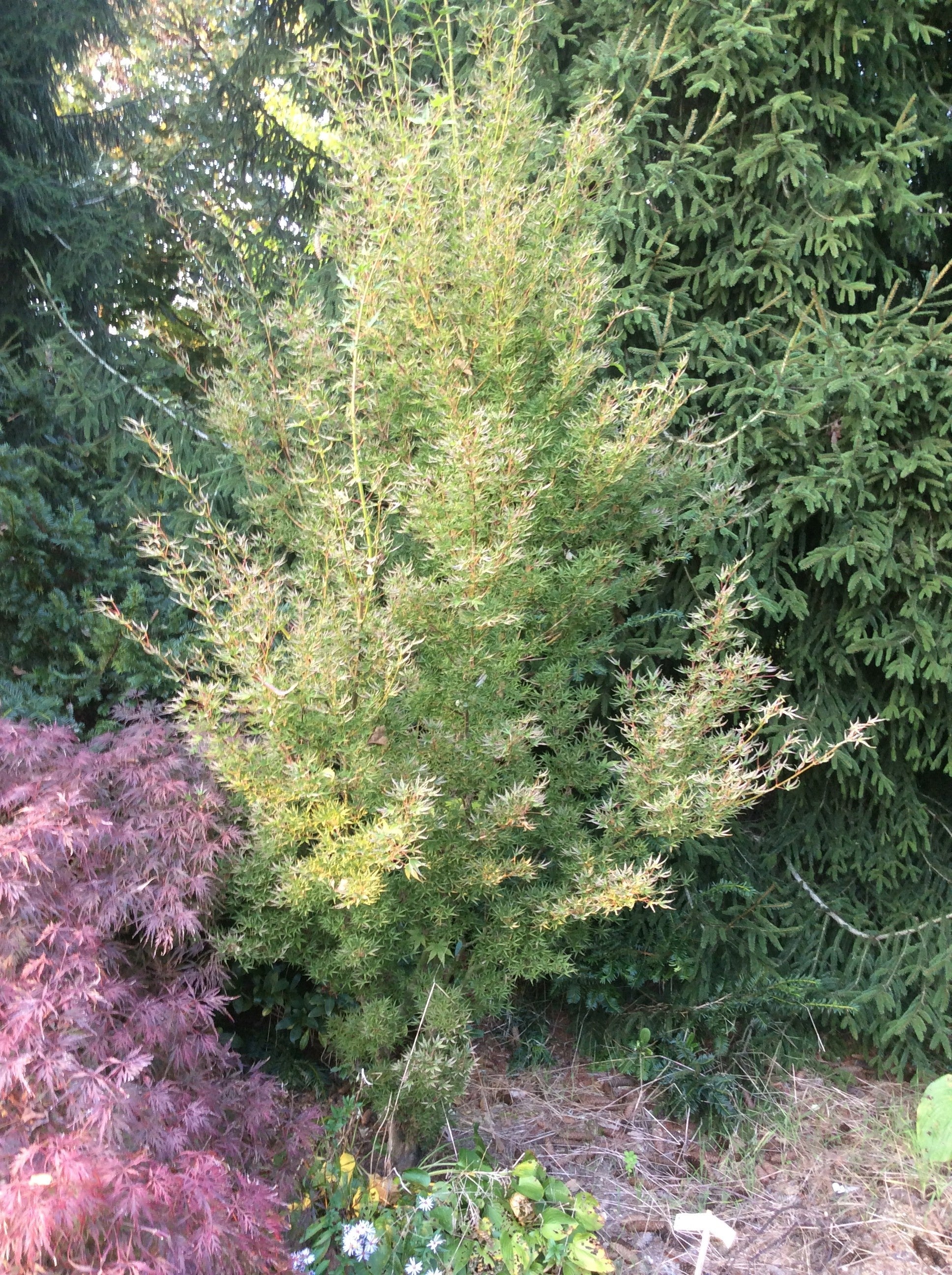 Acer Palmatum Okushimo